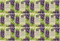 Company Bay Soap 12 Bulk of Violet Greenwich Cocoa Butter) (African Packs Trading & 1.9oz