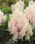 Younique Astilbe - Salmon divisions 3 root