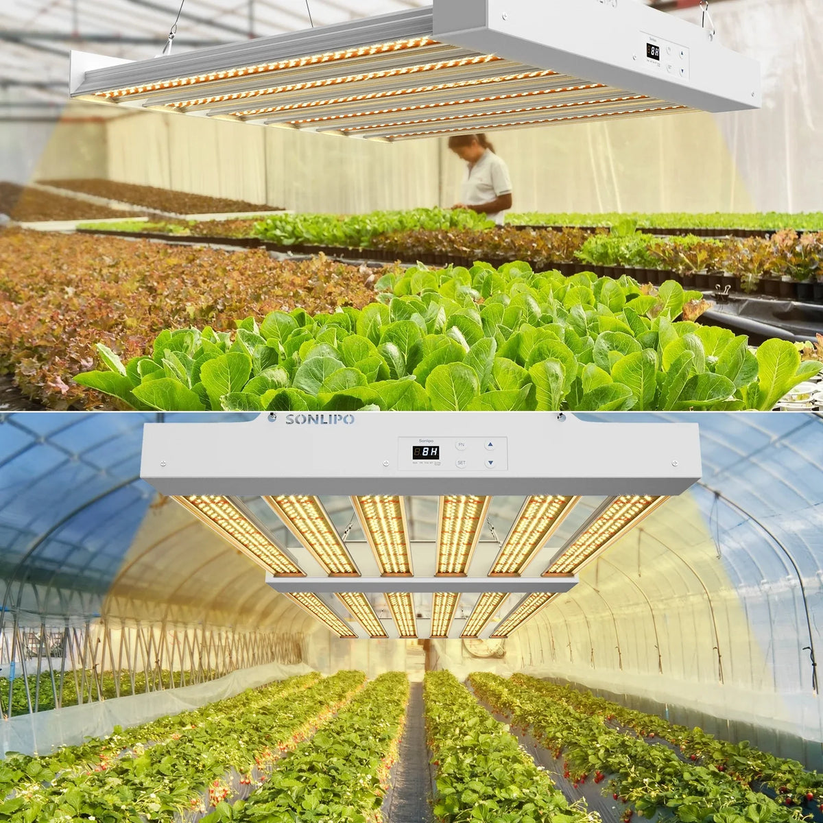 Plant Indoor Light Grow Fixture Dimmer with Growth Seeding, and Spectrum - - Shieldage Full Bloom Plants Grow Timer 3x3ft 200W Lamps for Plant Light & Sunlike Veg Flowering, SPF2000