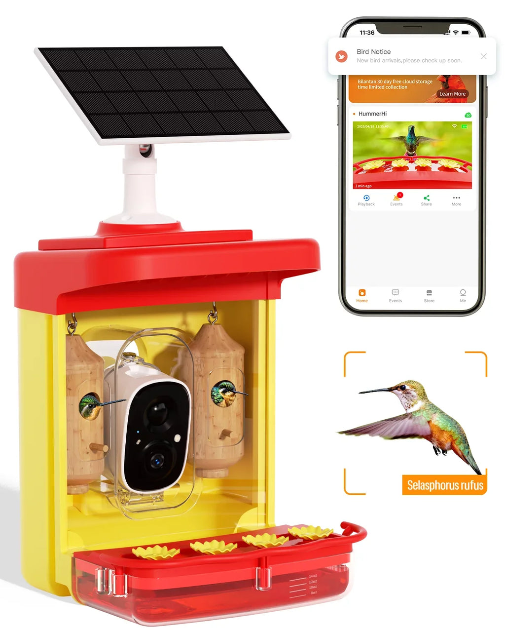 Camera 350+ Gift Unique with House, Species, Hummingbird 2 Up-Close, Feeder Smart Bird Identify Outdoor Attract Capture,Birdwatching Wooden Hummingbird for Feeder Hummingbird Camera More Auto-Video