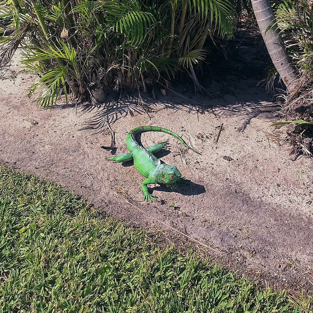 Iguana Foam Movie Life Lizard Reptile Dragon Bearded Prop Green Filled Giant Rubber Size Large
